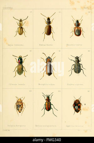 Platte V von „British Beetles“ bietet detaillierte Abbildungen verschiedener im Vereinigten Königreich gefundener Käferarten und trägt mit präzisen Darstellungen ihrer physischen Merkmale und ihres Verhaltens zum Bereich der Entomologie bei. Stockfoto