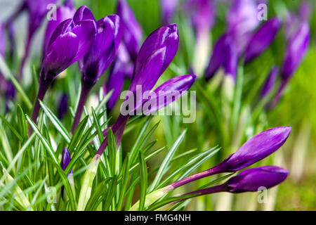 Crocus vernus 'Blume aufzeichnen. Stockfoto