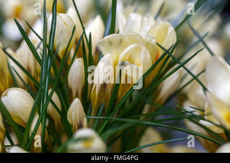 Krokus, Crocus Chrysanthus 'Cream Beauty' Schnee Stockfoto