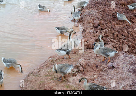 Gruppe von thai Gans am Teich Stockfoto