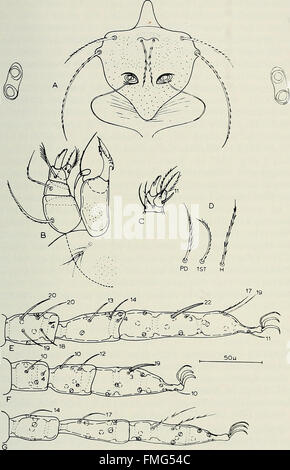 Bulletin of Southern California Academy of Sciences (1902-1971). Stockfoto