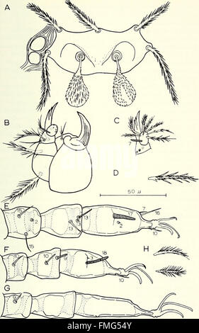 Bulletin of Southern California Academy of Sciences (1902-1971). Stockfoto