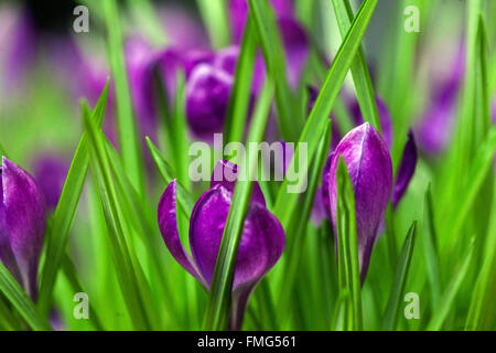 Crocus vernus 'Blume aufzeichnen. Stockfoto