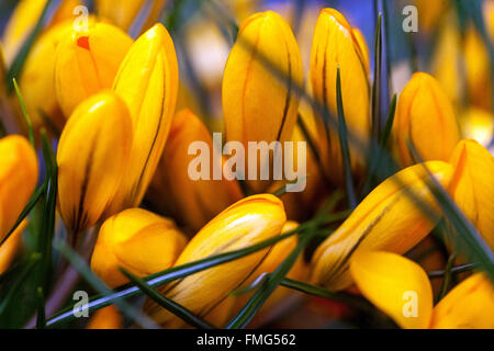 Crocus „Grosse Gelbe“ Blooming Crocus „Grote Gele“, auch bekannt als „Big Yellow“, blühen im Frühling aus nächster Nähe Stockfoto