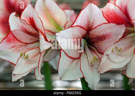 Hippeastrum "Ausstrahlung", Amarylis, blühende Stockfoto