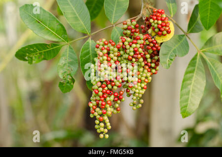 Früchte (Beeren) der Schinus Terebinthifolius brasilianischer Pfefferbaum Stockfoto