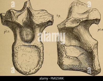 Katalog der fossilen Reptilia und Amphibien im British Museum (Natural History) von Richard Lydekker (1888) Stockfoto