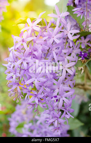 Petrea Blumen. (Queen es Kranz, Sandpapier Rebe, lila Kranz) Stockfoto