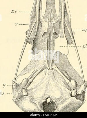 Katalog der Proben zur Veranschaulichung der Osteologie von vertebrated Tieren, den letzten und ausgestorben sind, enthalten im Museum des Royal College of Surgeons of England (1891) Stockfoto