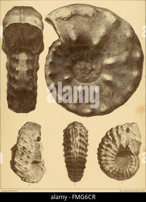 *Cephalopoden der Böhmischen Kreideformation* (1872) erforscht die Fossilien von Kopffüßern, die in der Böhmischen Kreideformation gefunden wurden, und konzentriert sich dabei auf die Vielfalt und Klassifizierung dieser ausgestorbenen Meeresbewohner. Stockfoto