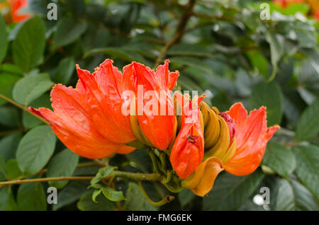 Dekorative afrikanischen Tulpenbaum Blume, Flamme des Waldes Stockfoto