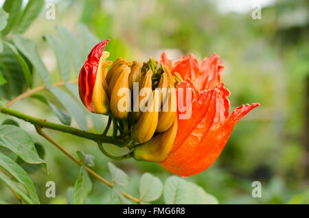 Dekorative afrikanischen Tulpenbaum Blume, Flamme des Waldes Stockfoto