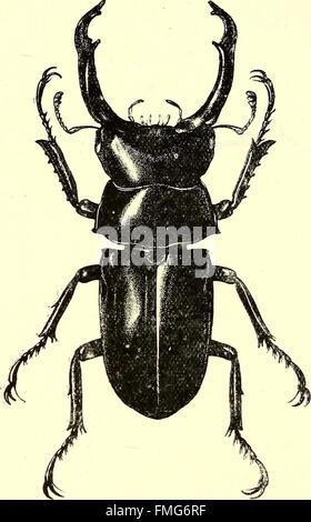 Coleoptera - allgemeine Einführung und Cicindelidae und Paussidae (1912)