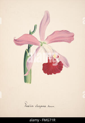 Platte 16 aus „Collection d'orchidées“ zeigt detaillierte botanische Illustrationen verschiedener Orchideenarten, die ihre charakteristischen Blumenstrukturen und Anbaubedürfnisse zeigen. Stockfoto