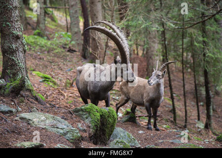 Paar Alpensteinböcke Capra Ibex, mit einem riesigen männliche und eine weibliche Stockfoto