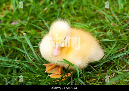 Ansicht von oben nach unten zu einem Vogel suchen, kleine gelbe Mallard Entlein, Küken, stehend auf Gras. Stockfoto