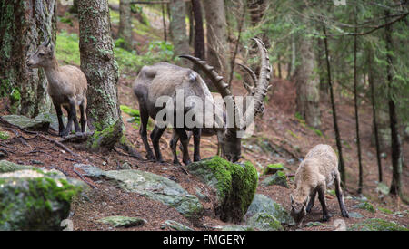 Männliche Alpensteinböcke Capra Ibex, Moos aus dem Stein Essen Stockfoto