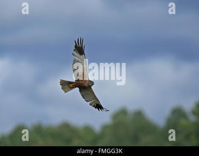 Männliche Western Marsh Harrier im Flug Stockfoto