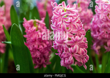 Hyazinthe, Hyacinthus orientalis Stockfoto