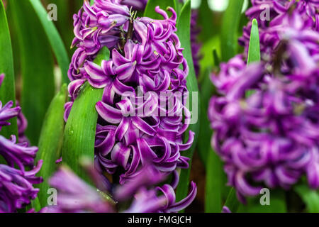 Hyazinthe Hyacinthus Orientalis 'Purple Sensation' Blüte Stockfoto