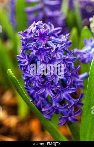 Blaue Hyazinthe hyacinthus orientalis 'Peter Stuyvesant' Blüten Stockfoto