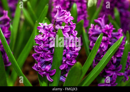 Hyazinthe, Hyacinthus orientalis Stockfoto