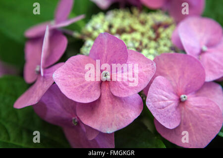 Berg Hortensie, Pink Hydrangea serrata Nahaufnahme Blume Stockfoto