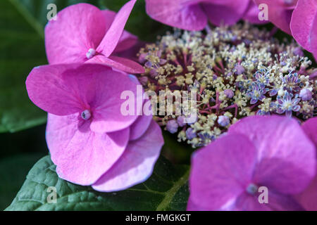 Berg, Hortensie Hydrangea serrata Rosa close up Blume Stockfoto