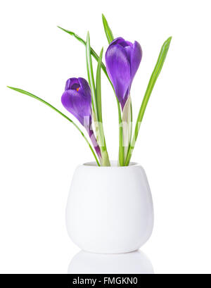 lila Krokusse in einer weißen vase Stockfoto