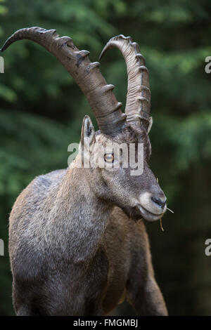 Portrait einer männlichen Alpensteinböcke Capra Ibex. Diese wilde Ziege ist auch bekannt als bouquetin Stockfoto