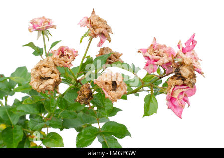 verwelkte rose isoliert auf weißem Hintergrund Stockfoto