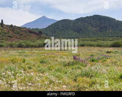 Wildblumen in einem Feld vor einem Pinienwald, den Teide in der Ferne Reise Panorama von einer Wanderung in der Nähe von Erjos, Teneriffa Stockfoto