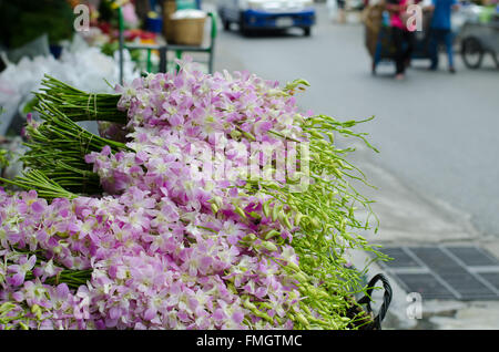 Dendrobium Pompadour in Blumenmarkt, Thailand Stockfoto