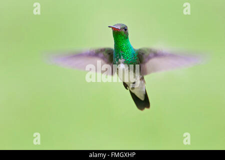 Glitzernde-throated Smaragd (Amazilia Fimbriata) im Flug gegen sauberer Hintergrund, Itanhaém, Brasilien Stockfoto