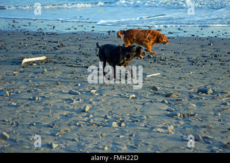 Golden Retriever und schwarzer Labrador laufen am Strand Stockfoto