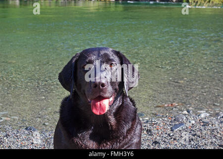 schwarzer Labrador am Fluss Smith in del Norte County Kalifornien Stockfoto