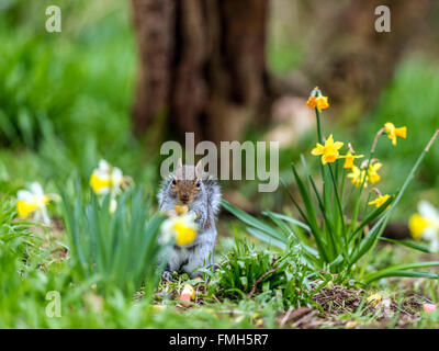 Einzigen grau Eichhörnchen (Sciurus Carolinensis) auf Nahrungssuche unter Frühling Narzisse im natürlichen Wald ländlicher Umgebung. Stockfoto