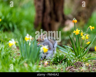 Einzigen grau Eichhörnchen (Sciurus Carolinensis) auf Nahrungssuche unter Frühling Narzisse im natürlichen Wald ländlicher Umgebung. Stockfoto