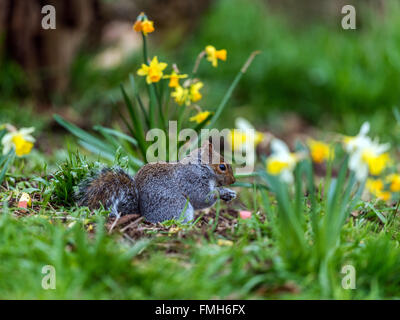 Einzigen grau Eichhörnchen (Sciurus Carolinensis) auf Nahrungssuche unter Frühling Narzisse im natürlichen Wald ländlicher Umgebung. Stockfoto