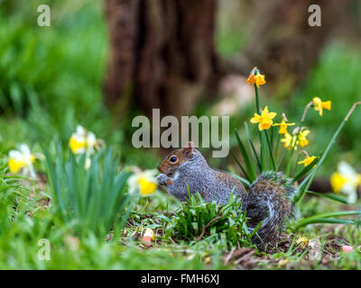 Einzigen grau Eichhörnchen (Sciurus Carolinensis) auf Nahrungssuche unter Frühling Narzisse im natürlichen Wald ländlicher Umgebung. Stockfoto