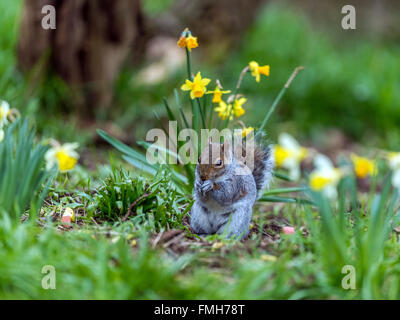 Einzigen grau Eichhörnchen (Sciurus Carolinensis) auf Nahrungssuche unter Frühling Narzisse im natürlichen Wald ländlicher Umgebung. Stockfoto
