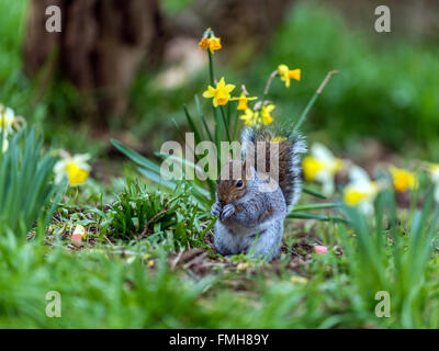 Einzigen grau Eichhörnchen (Sciurus Carolinensis) auf Nahrungssuche unter Frühling Narzisse im natürlichen Wald ländlicher Umgebung. Stockfoto