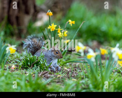 Einzigen grau Eichhörnchen (Sciurus Carolinensis) auf Nahrungssuche unter Frühling Narzisse im natürlichen Wald ländlicher Umgebung. Stockfoto