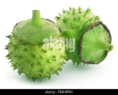 Medizinische Datura Obst auf weißem Hintergrund Stockfoto