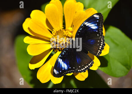 Diadem Schmetterling lateinischen Namen Hypolimnas Salmacis auf einer gelben Blume Blau Stockfoto