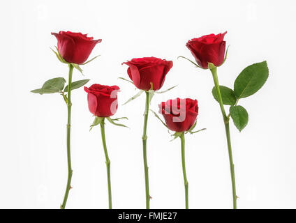 Fünf rote Rosen Stockfoto
