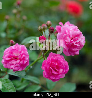 Fee rosa Blüte auf Baum Stockfoto