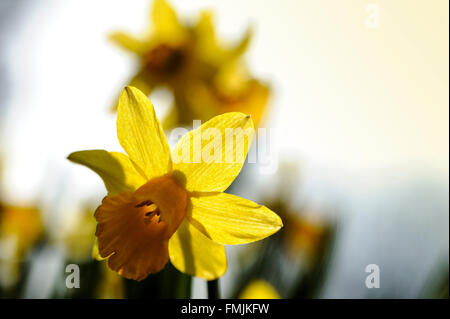 Narcissus Tete-a-tete, Narzisse. Stockfoto