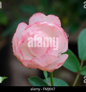 Fee rosa Blüte auf Baum Stockfoto