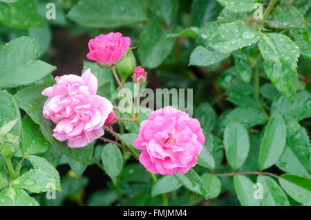 Fee rosa Blüte auf Baum Stockfoto